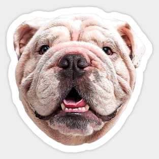 Bulldog English British White Sticker